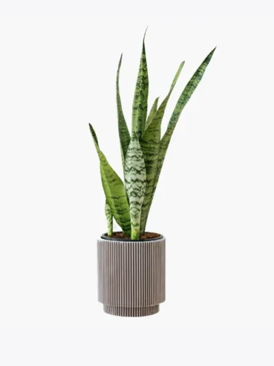 Prekės nuotrauka 484 Dracena