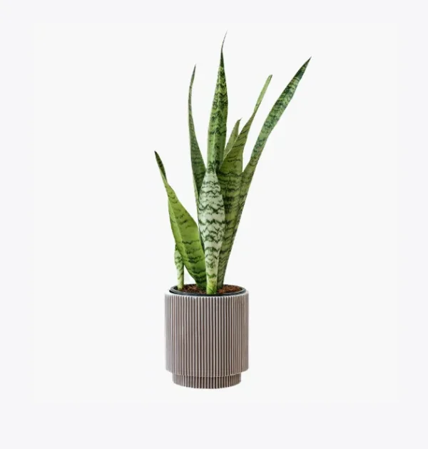 Dracena