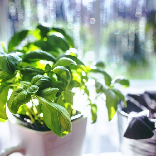 cup-leaf-spring-leaves-scaled.jpg